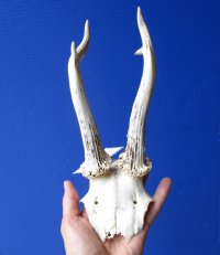 Roe Deer Skull Plate with 8-1/2 and 8-1/4 inches Horns for Sale - Buy this one for $39.99