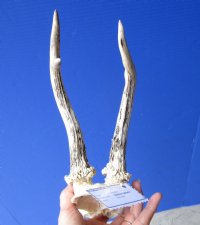 Roe Deer Skull Plate with 8-1/2 and 8-1/4 inches Horns for Sale - Buy this one for $39.99