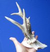 Real Roe Deer Skull Plate with 6-1/8 and 7-3/8 inches Horns - Buy this one for $39.99