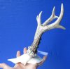 Authentic Roe Deer Skull Plate with 7 and 7-1/2 inches Horns - Buy this one for $39.99