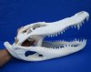 17-1/2 inches Beetle Cleaned Florida Alligator Skull for Sale - Buy this one for $159.99
