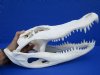 16-1/4 inches <font color=red> Very Nice</font> Florida Alligator Skull for Sale from 9 foot Gator, Beetle Cleaned and Professionally Whitened - Buy this one for $139.99