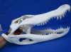 18-1/4 inches Large Florida Alligator Skull for Sale from a 10 foot Gator, Beetle Cleaned - Buy this one for $179.99