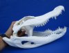 15 inches Authentic Florida Alligator Skull for Sale, Beetle Cleaned - Buy this one for $109.99