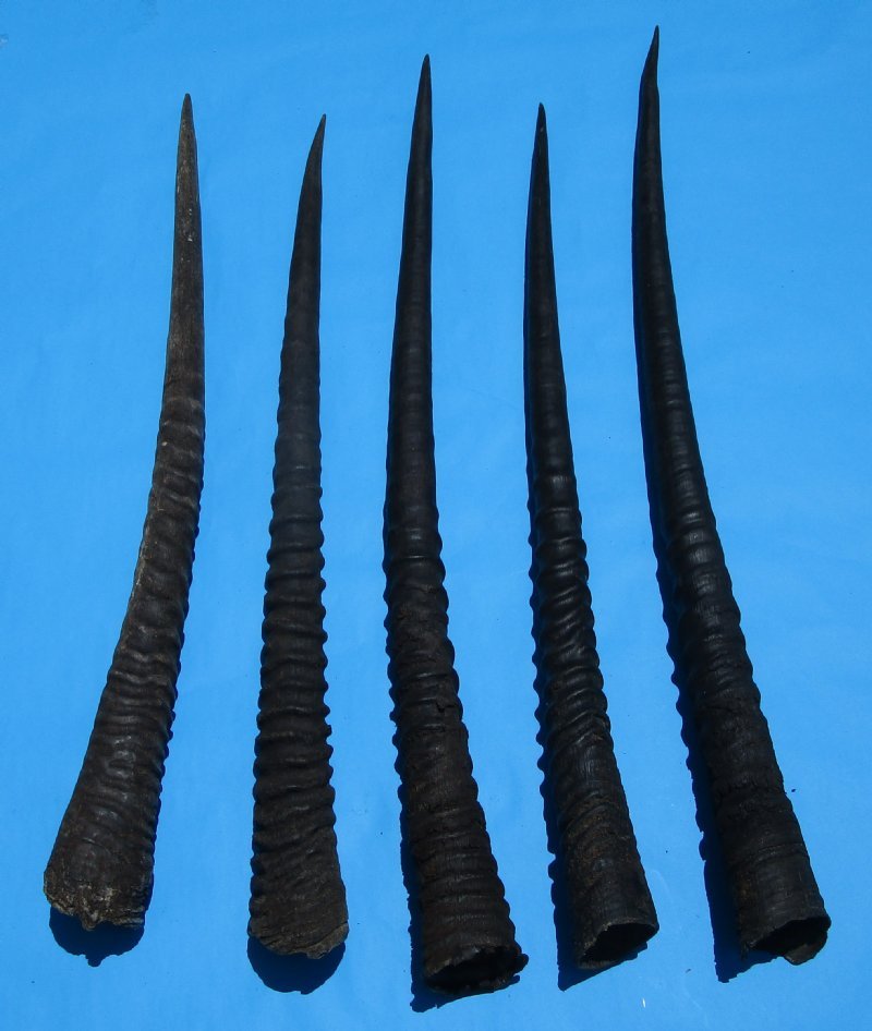 5 African Gemsbok, Oryx Horns for Sale 293/4 to 327/8 inches long
