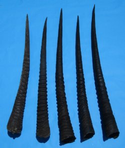 5  African Gemsbok, Oryx Horns for Sale 29-3/4 to 32-7/8 inches long - Buy these 5 for $19.00 each