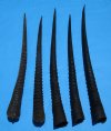 5  African Gemsbok, Oryx Horns for Sale 29-3/4 to 32-7/8 inches long - Buy these 5 for $19.00 each