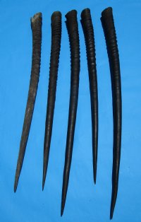 5  African Gemsbok, Oryx Horns for Sale 29-3/4 to 32-7/8 inches long - Buy these 5 for $19.00 each