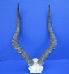 African Impala Skull Plate with 20 inches Horns for Sale - Buy this one for $59.99