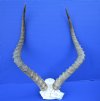African Impala Skull Plate with 21 inches Horns for Sale - Buy this one for $59.99