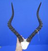 African Impala Skull Plate, Cap with 19-3/8 and 19-3/4 inches Horns - Buy this one for $54.99