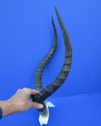 African Impala Skull Plate with 19-3/4 and 20 inches Horns for Sale - Buy this one for $59.99