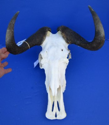 14-1/2 inches Real Female Black Wildebeest Skull <font color=red> Grade B </font> - Buy this one for $84.99
