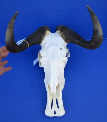 14-1/2 inches Real Female Black Wildebeest Skull for Sale (broken section on left side) - Buy this one for $84.99