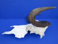 14-1/2 inches Real Female Black Wildebeest Skull for Sale (broken section on left side) - Buy this one for $84.99