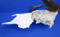 14-1/2 inches Real Female Black Wildebeest Skull for Sale (broken section on left side) - Buy this one for $84.99