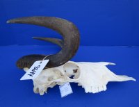 14-1/2 inches Real Female Black Wildebeest Skull for Sale (broken section on left side) - Buy this one for $84.99