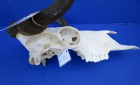 14-1/2 inches Real Female Black Wildebeest Skull for Sale (broken section on left side) - Buy this one for $84.99