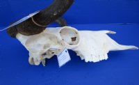 14-1/2 inches Real Female Black Wildebeest Skull <font color=red> Grade B </font> - Buy this one for $84.99