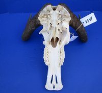 14-1/2 inches Real Female Black Wildebeest Skull for Sale (broken section on left side) - Buy this one for $84.99