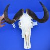 15-1/2 inches Authentic Black Wildebeest Skull and Horns for Sale - Buy this one for $99.99