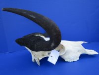 15 inches wide Female Black Wildebeest Skull and Horns for Sale <font color=red> Bargain Priced - Missing Side Section of Skull</font> - Buy this one for $79.99
