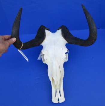 15 inches wide Female Black Wildebeest Skull and Horns for Sale <font color=red> Bargain Priced - Missing Side Section of Skull</font> - Buy this one for $79.99