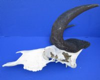 15 inches wide Female Black Wildebeest Skull and Horns for Sale <font color=red> Bargain Priced - Missing Side Section of Skull</font> - Buy this one for $79.99