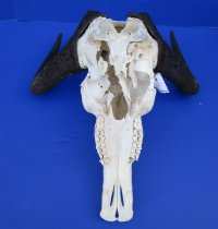 15 inches wide Female Black Wildebeest Skull and Horns for Sale <font color=red> Bargain Priced - Missing Side Section of Skull</font> - Buy this one for $79.99