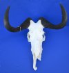 15-1/4 inches wide Female Black Wildebeest Skull for Sale <font color=red> Damaged and Discounted</font> - Buy this one for $79.99