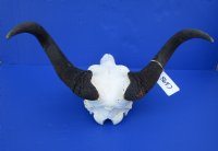 15-1/4 inches wide Female Black Wildebeest Skull for Sale <font color=red> Damaged and Discounted</font> - Buy this one for $79.99