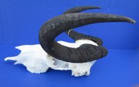 15-1/4 inches wide Female Black Wildebeest Skull for Sale <font color=red> Damaged and Discounted</font> - Buy this one for $79.99