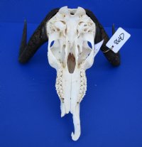 15-1/4 inches wide Female Black Wildebeest Skull for Sale <font color=red> Damaged and Discounted</font> - Buy this one for $79.99