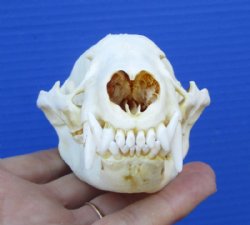 4-5/8 inches North American Badger Skull for Sale - $59.99