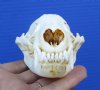 4-5/8 inches North American Badger Skull for Sale - Buy this one for <font color=red> $59.99</font> (Plus $7.50 First Class Mail)