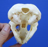 4-5/8 inches North American Badger Skull for Sale - $59.99