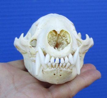 4-1/2 inches Badger Skull for Sale - $59.99