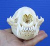 4-1/2 inches Badger Skull for Sale - Buy this one for <font color=red> $59.99</font> (Plus $7.50 First Class Mail)