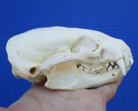 4-1/2 inches Badger Skull for Sale - $59.99