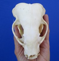 4-1/2 inches Badger Skull for Sale - $59.99