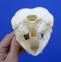4-1/2 inches Badger Skull for Sale - $59.99