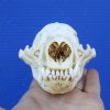 5 inches Authentic American Badger Skull for Sale - Buy this one for <font color=red> $59.99</font> (Plus $8.50 First Class Mail)