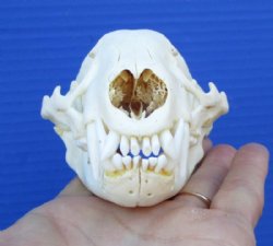 4-3/4 inches American Badger Skull for Sale - $59.99