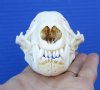 4-3/4 inches American Badger Skull for Sale - Buy this one for <font color=red> $59.99</font> Plus $8.50 First Class Mail