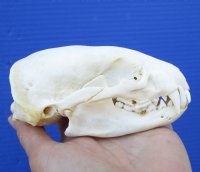 4-3/4 inches American Badger Skull for Sale - $59.99