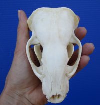 4-3/4 inches American Badger Skull for Sale - $59.99