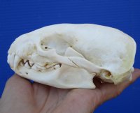 4-3/4 inches American Badger Skull for Sale - $59.99