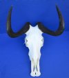 14-1/2 inches wide Authentic Female Black Wildebeest Skull and Horns for Sale (few tiny holes on side of skull) -  Buy this one for $99.99