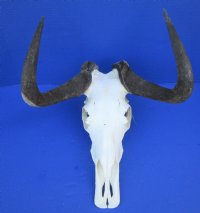 15-3/4 inches wide Authentic Black Wildebeest Skull for Sale (rough area on horns; repair putty) - Buy this one for $89.99