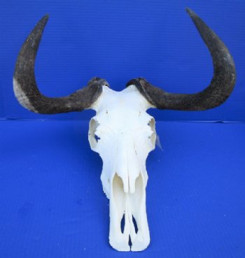 15-3/4 inches wide Authentic Black Wildebeest Skull for Sale (rough area on horns; repair putty) - Buy this one for $89.99